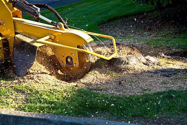 How Our Tree Care Process Works  in  Richboro, PA